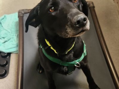 Hello my name is Onyx