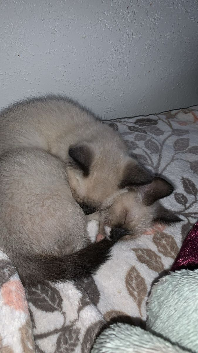 Russian X Ragdoll Male Considered Hypoallergenic!