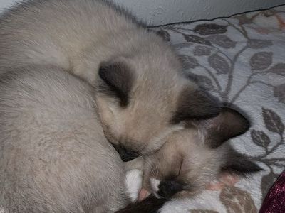 Russian X Ragdoll Male Considered Hypoallergenic!