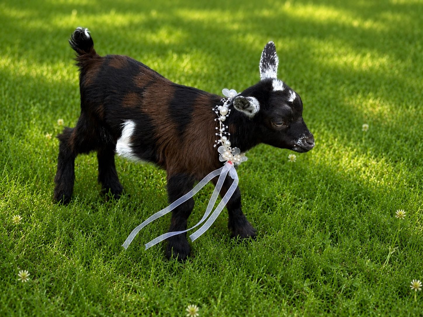 Polled and moonspotted Nigerian doe