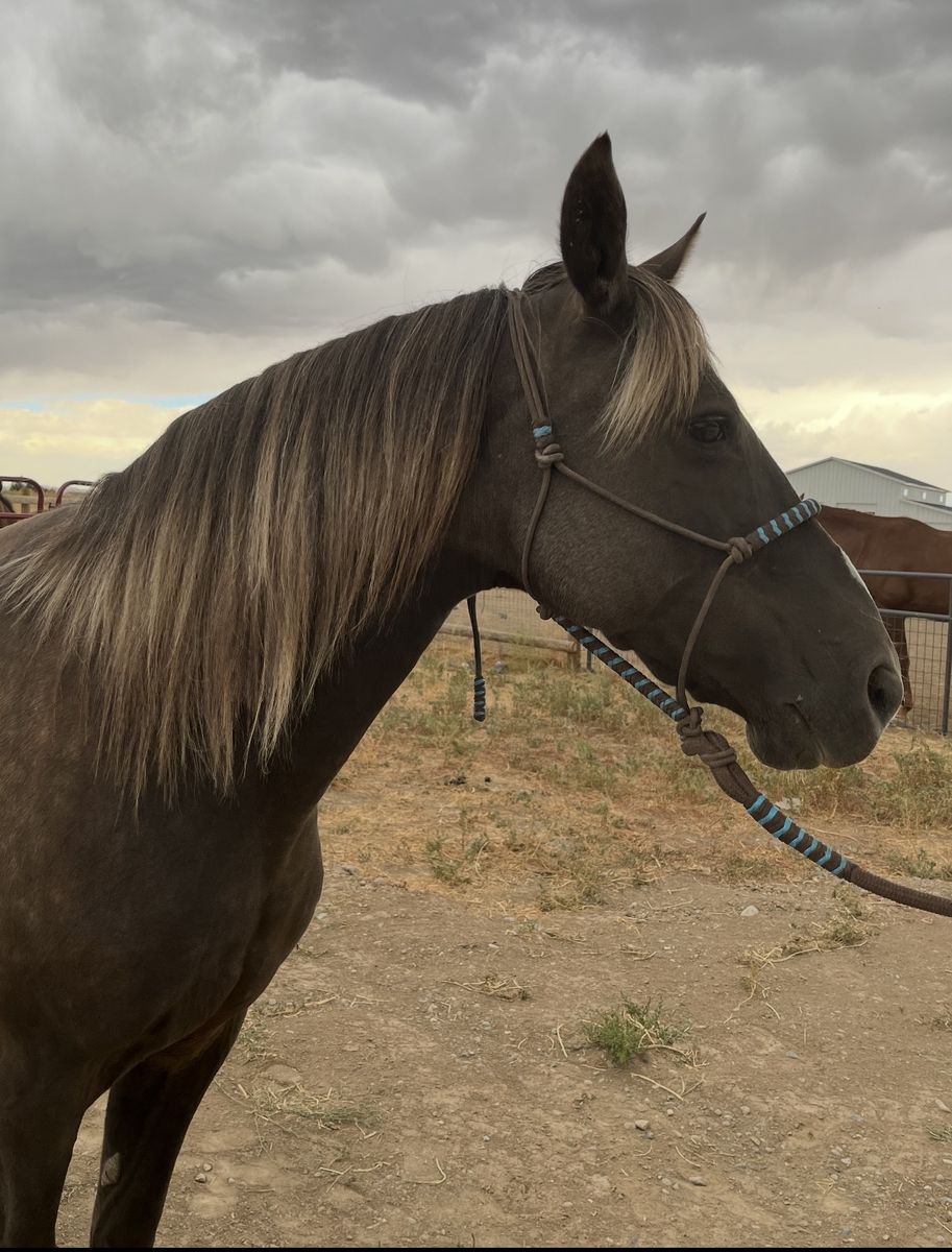 Registered Kentucky Mountain Saddle Horse Broodmare