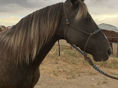 Registered Kentucky Mountain Saddle Horse Broodmare
