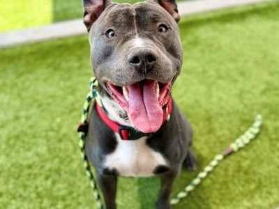 A162573 Sancho is Available for Adoption!