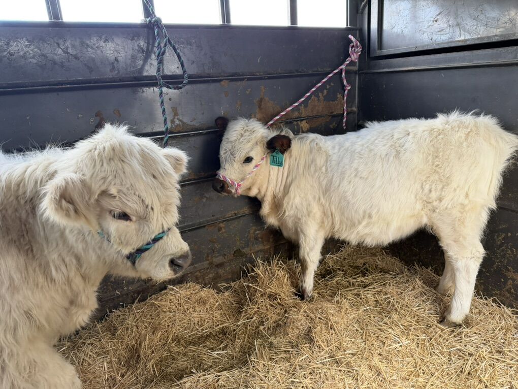 Mini Highpark Heifer