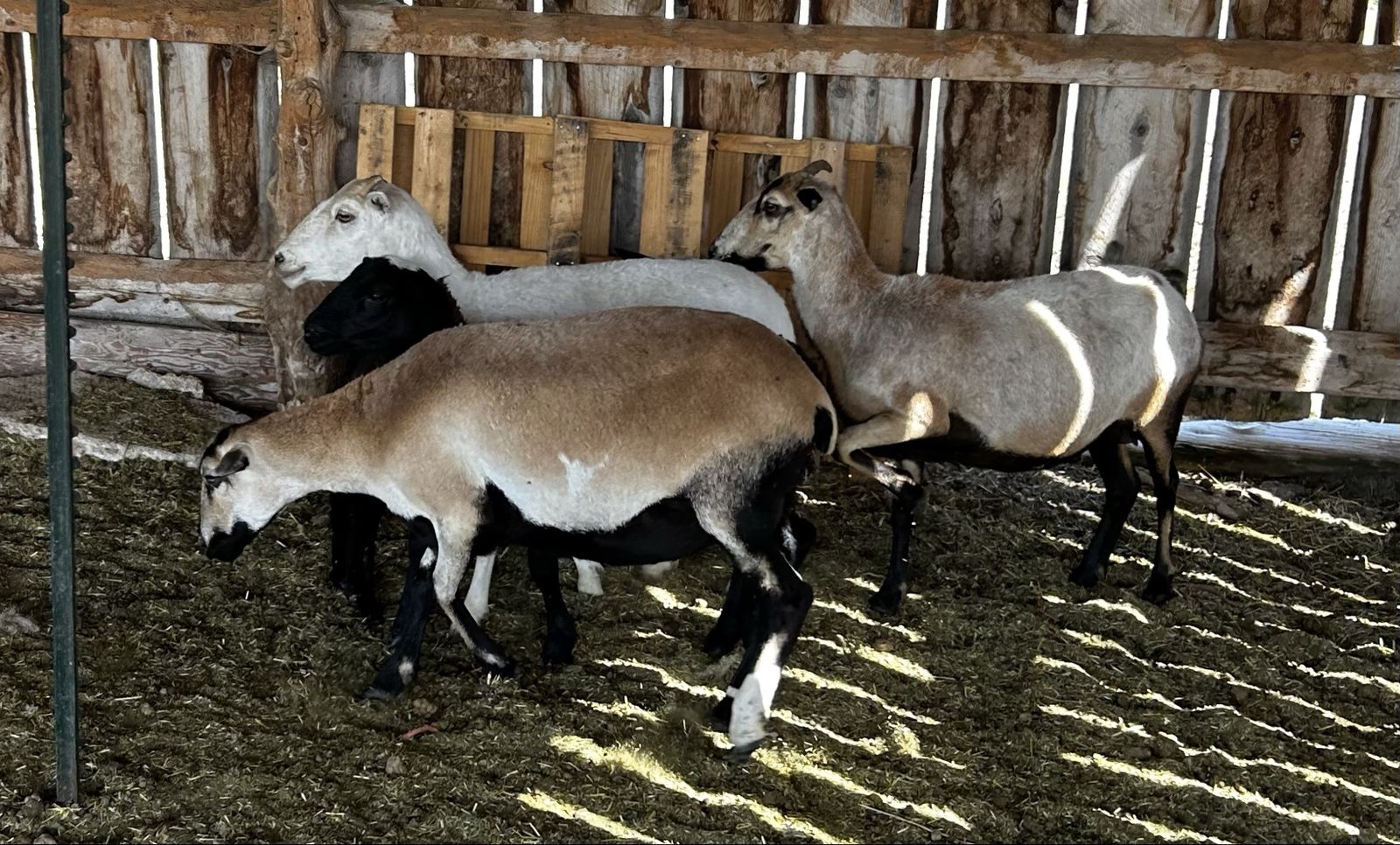 Hair Sheep - Blackbelly Dorper Cross Ewes