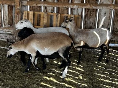 Hair Sheep - Blackbelly Dorper Cross Ewes