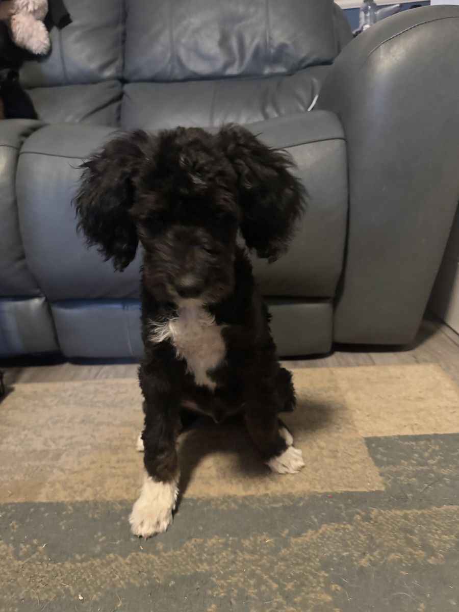 Bernedoodle puppies