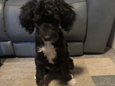 Bernedoodle puppies