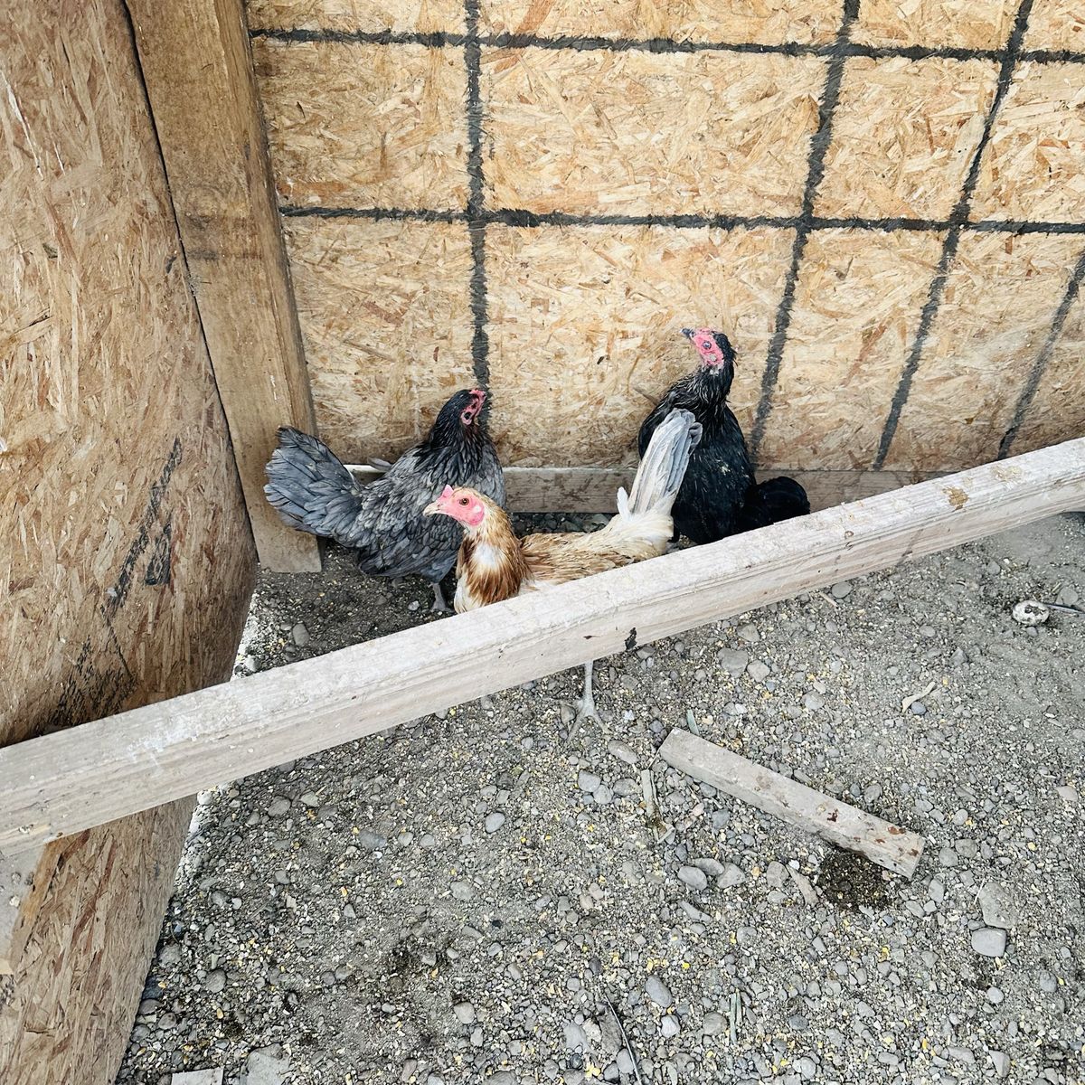 2 roosters 4 hens