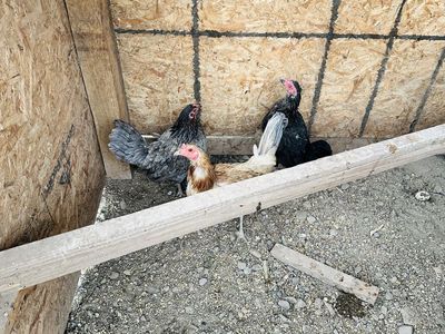 2 roosters 4 hens