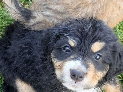 Pyrenees/Bernese Puppies- Male & Female Available