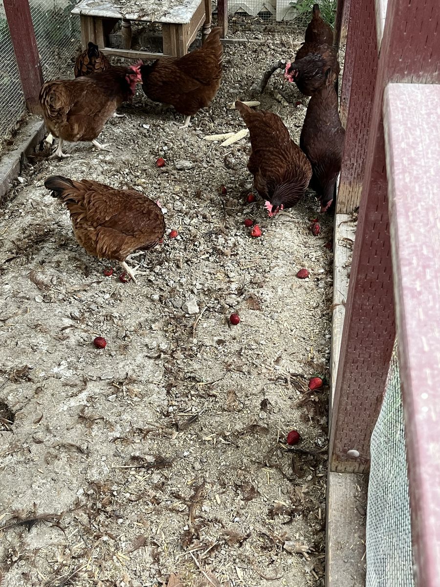 Egg Eaters
