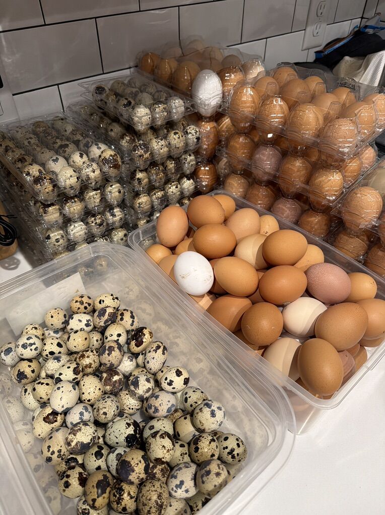 Fresh Quail And Chicken Eggs
