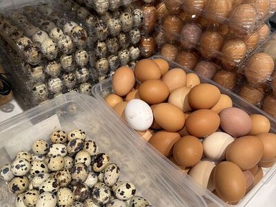 Fresh Quail And Chicken Eggs