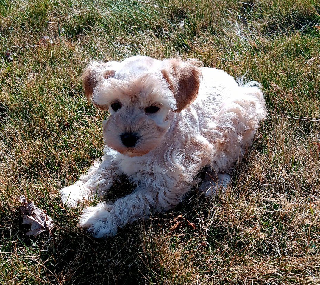 Miniature Schnauzer AKC female