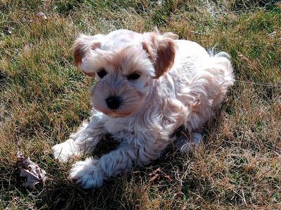 Miniature Schnauzer AKC female