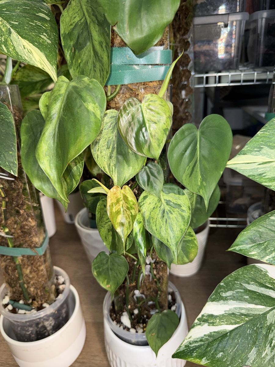 Philodendron Hederaceum Variegated - Plant
