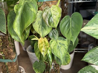 Philodendron Hederaceum Variegated - Plant
