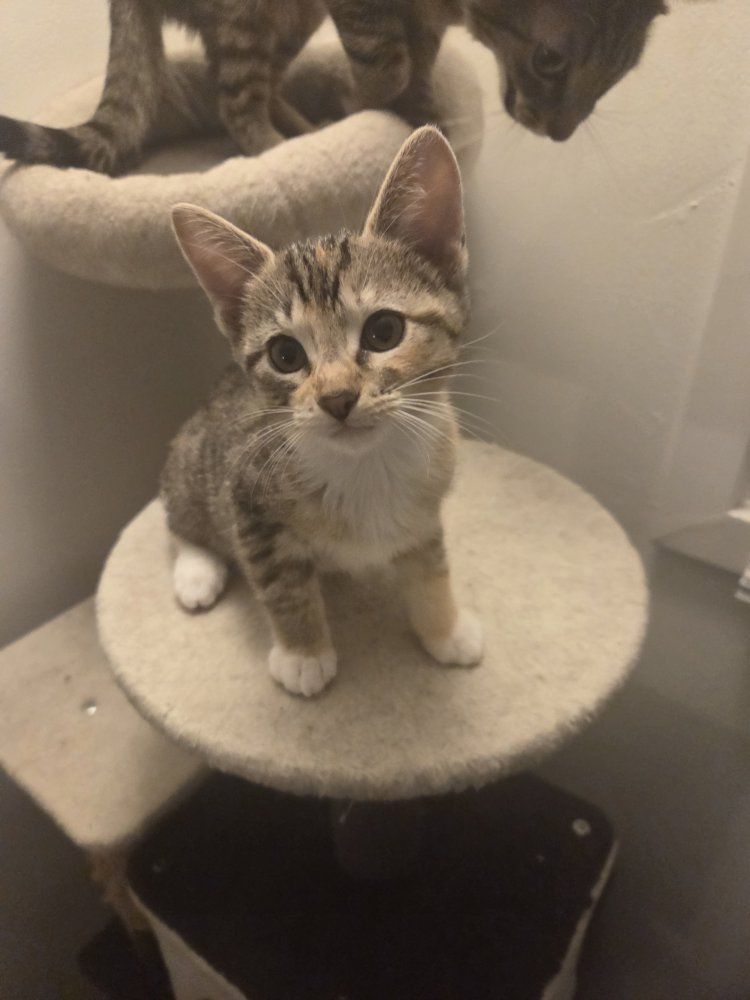 Kittens