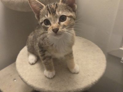 Kittens