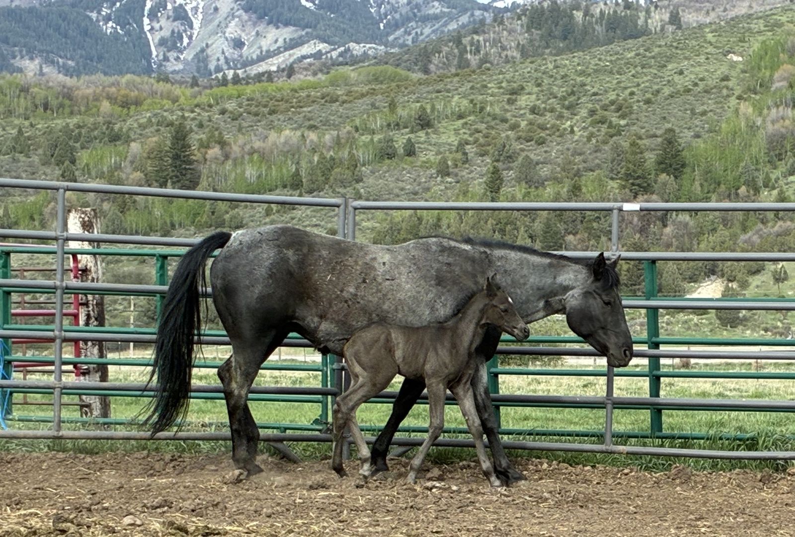 AQHA Blue Roan Mare