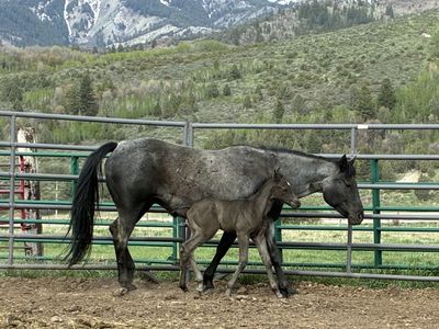 AQHA Blue Roan Mare