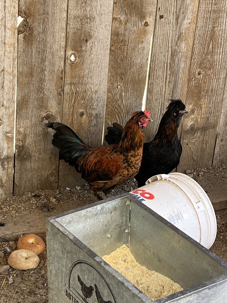 Polish Cross rooster  and Hen