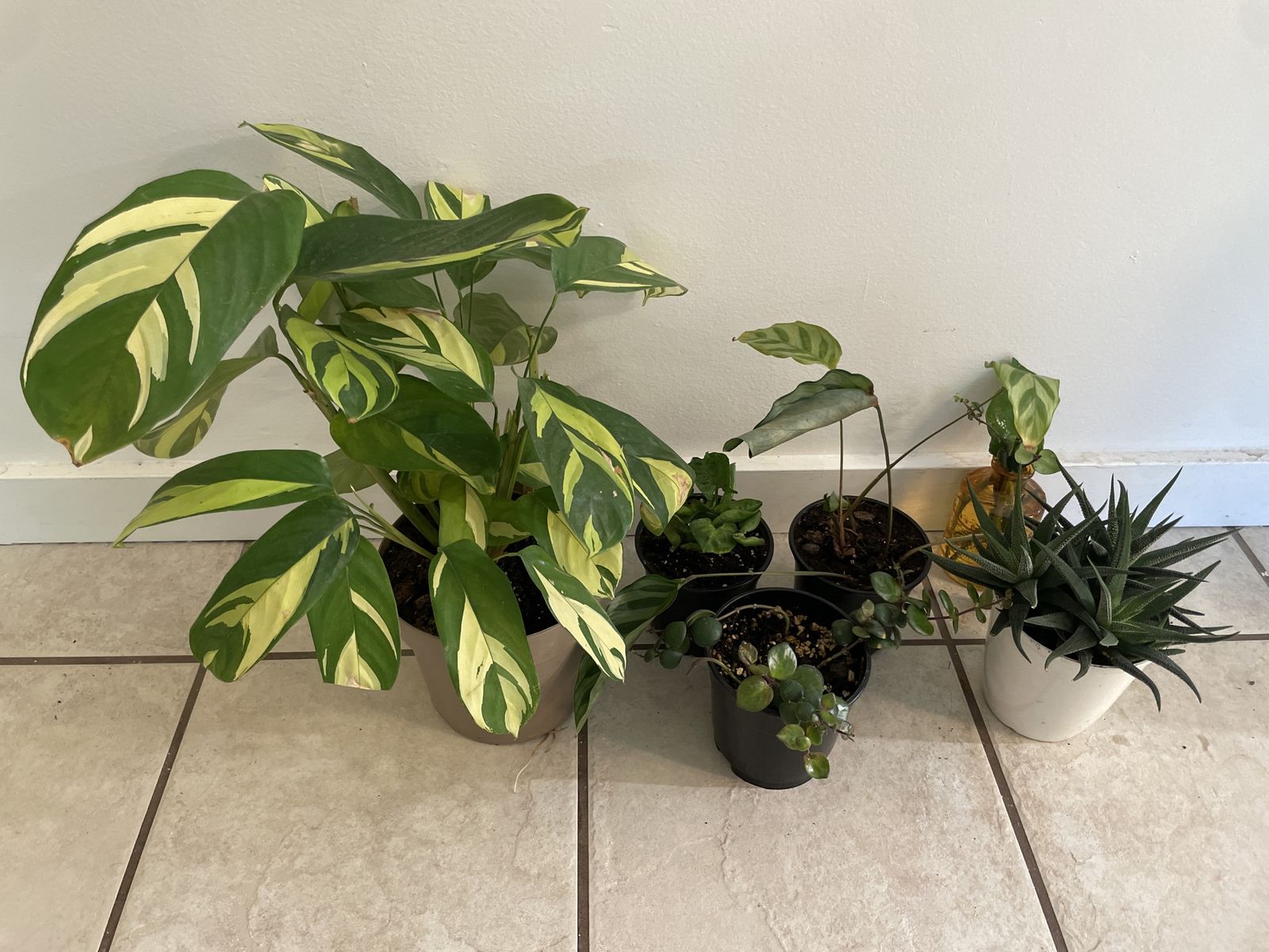 Houseplants