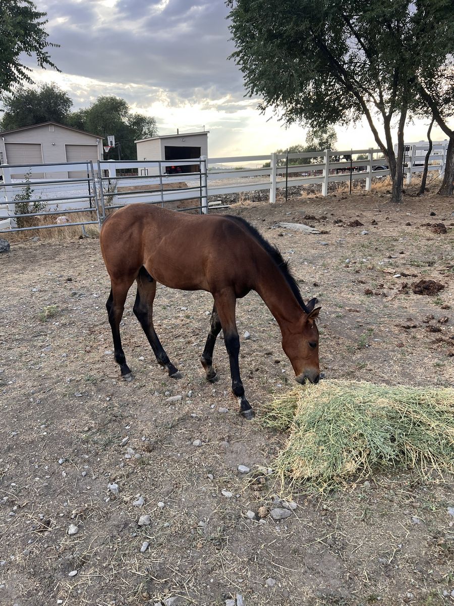 AQHA Bay Stud Colt