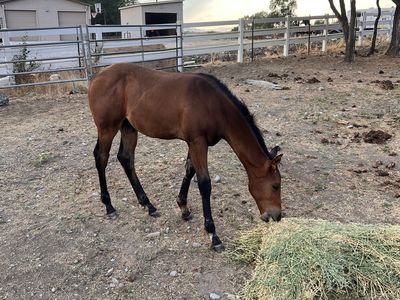 AQHA Bay Stud Colt