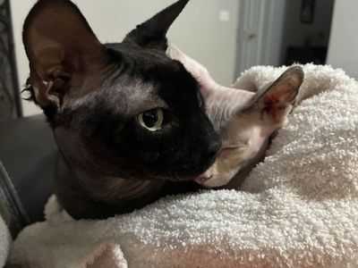 Sphynx cat