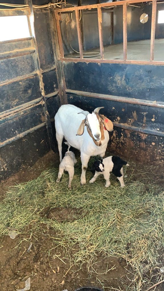 Boer Goats For Sale