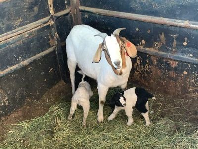 Boer Goats For Sale