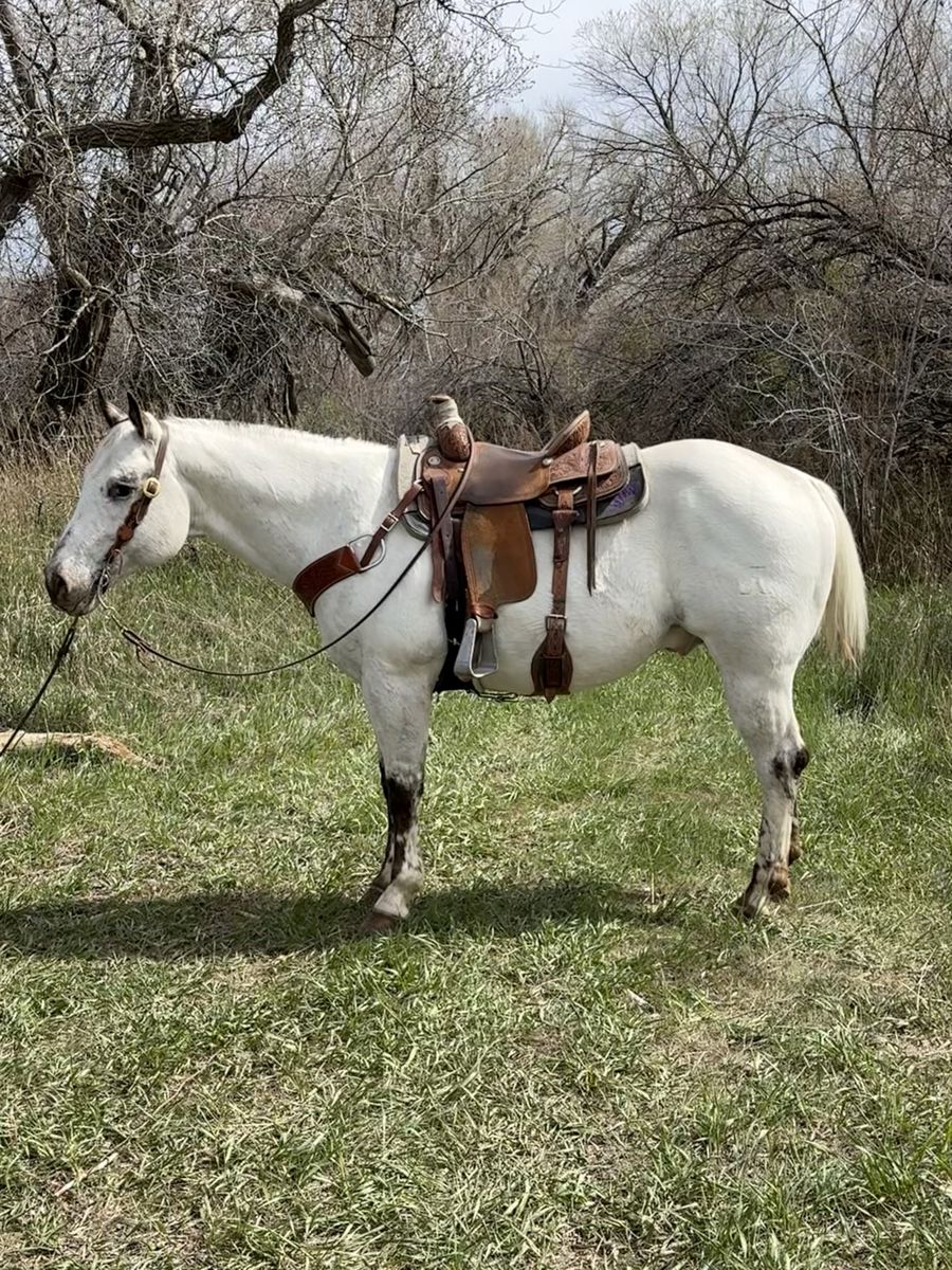 2021 registered Appaloosa Gelding