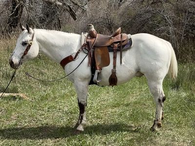 2021 registered Appaloosa Gelding