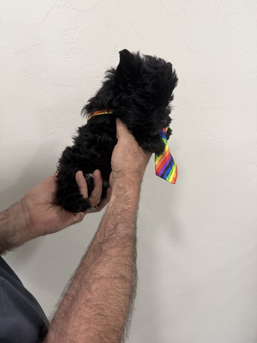 Yorkie KB Black BOY