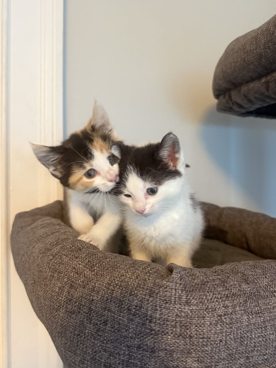 8 Week Old Kittens - Calico and Black & White