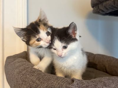 8 Week Old Kittens - Calico and Black & White