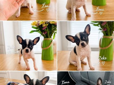 Teacup Chihuahua Males