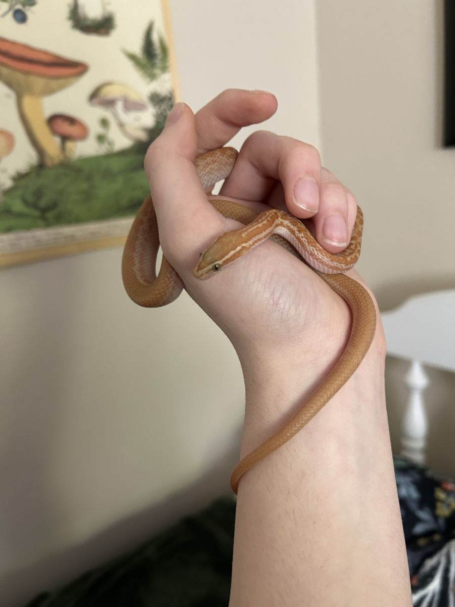 Male +T Albino African House Snake and Terrarium