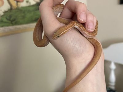 Male +T Albino African House Snake and Terrarium