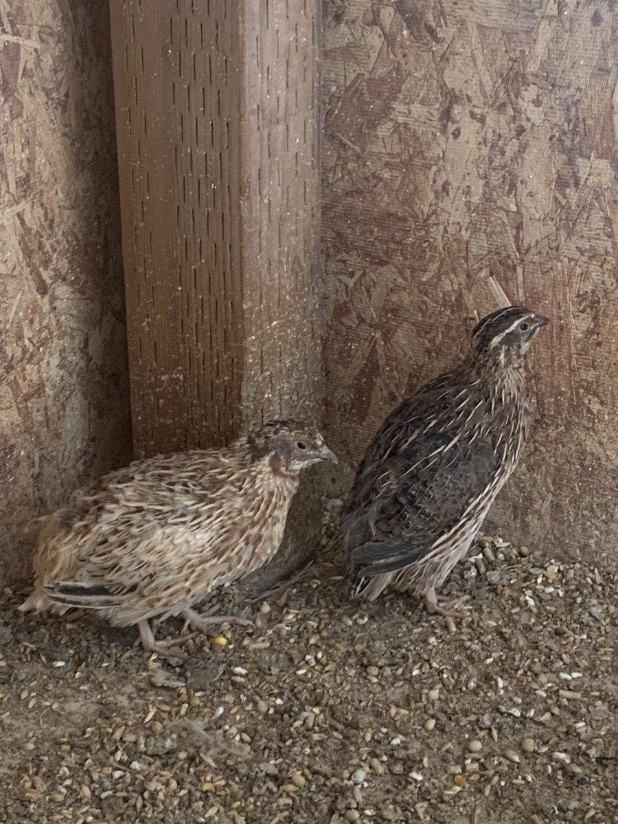 Coturnix quail males