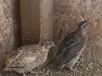 Coturnix quail males