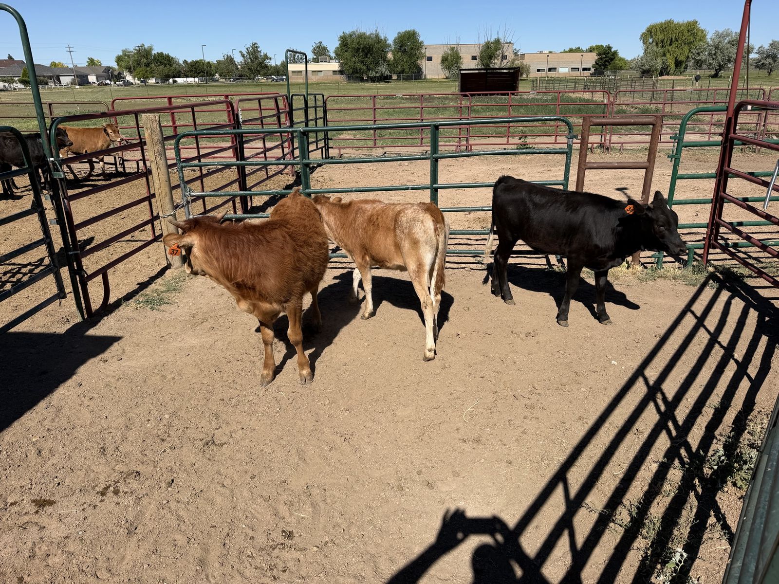 Corriente cattle I
