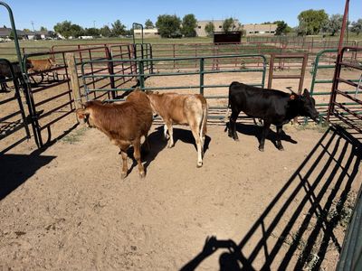 Corriente cattle I