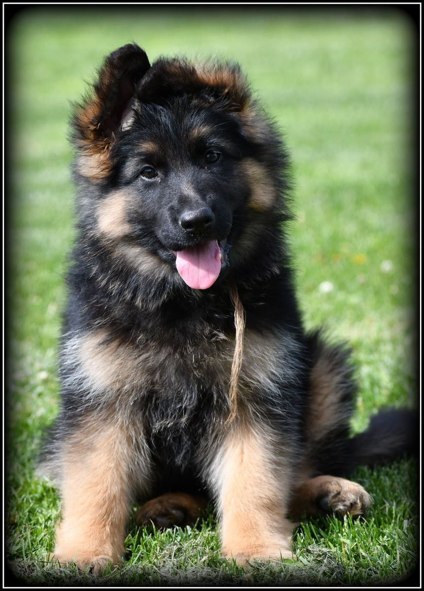 AKC Long Coat German Shepherd pups