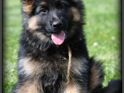 AKC Long Coat German Shepherd pups