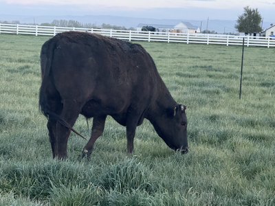 100% Full Blood Registered AWA Wagyu Steers