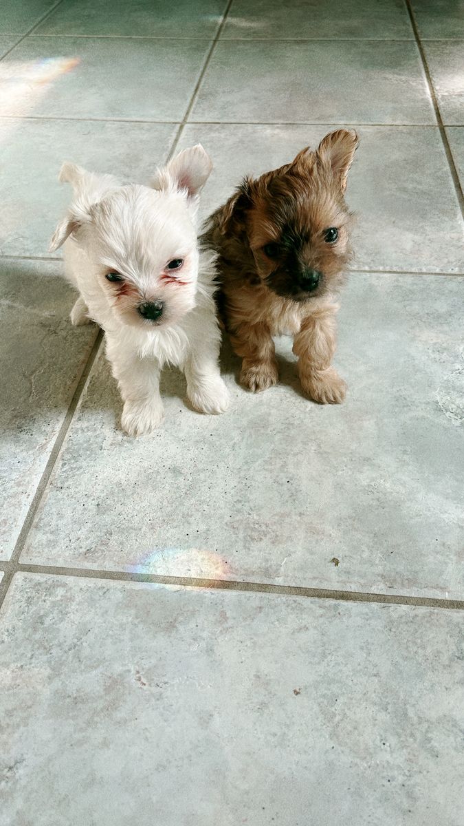 boys Yorkie puppies