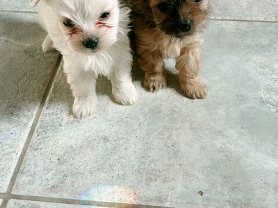 boys Yorkie puppies